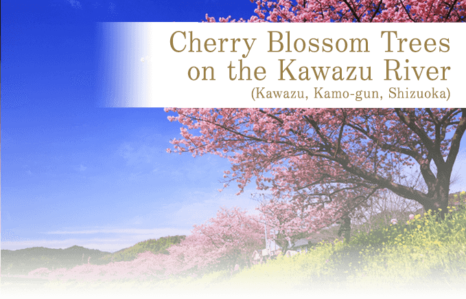 Cherry Blossom Trees on the Kawazu River(Kawazu, Kamo-gun, Shizuoka)