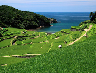 Photo:The terraced rice paddies of Hamanoura