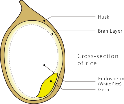 Cross-section of rice