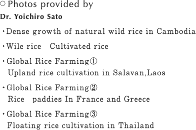 ○ Photos provided by Dr. Yoichiro Sato ・Dense growth of natural wild rice in Cambodia ・Wile rice Cultivated rice ・Global Rice Farming① Upland rice cultivation in Salavan,Laos ・Global Rice Farming② 　Rice　paddies In France and Greece ・Global Rice Farming③ Floating rice cultivation in Thailand