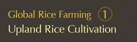 Global Rice Farming 1: Upland Rice Cultivation