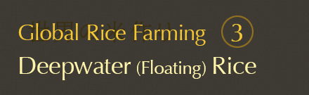 Global Rice Farming 3: Deepwater (Floating) Rice