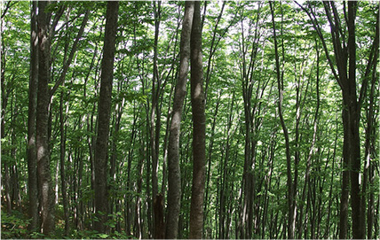 写真：ぶなの原生林