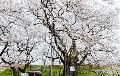 写真：御達磨の桜