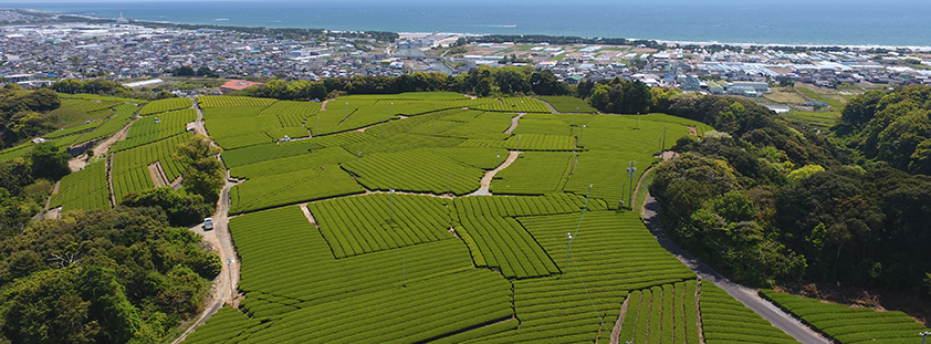 画像：牧之原台地の茶畑
