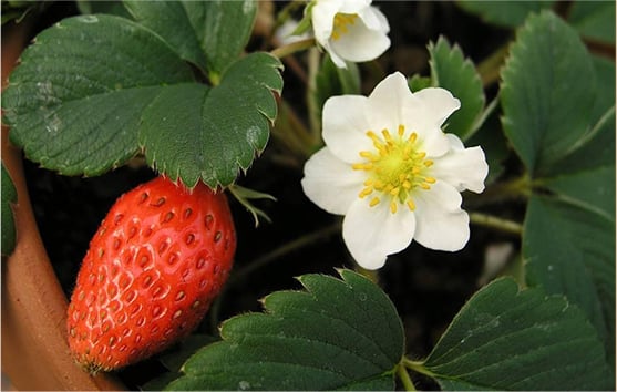 福羽草莓